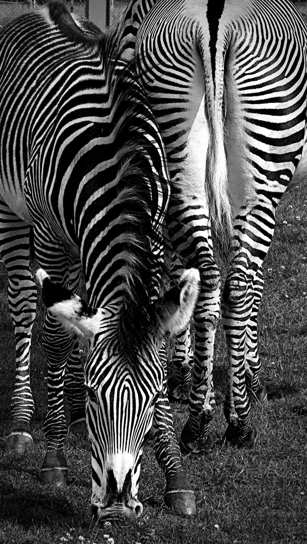   Black and White Zebras  